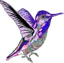 hummingbird