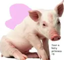 fairy princess pig