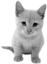 cute kitty