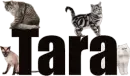 Tara (Cats)