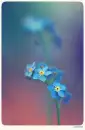 Forget-me-not 