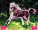 QUARTER HORSE