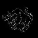 Zodiac Taurus