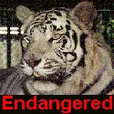 Endagered Species
