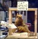 Alf's Cat Trap