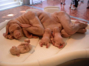Weird Animal