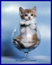 kitty in glass