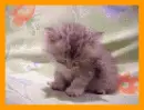 too sleepy