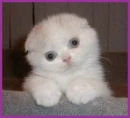 lovely kitty