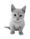 cute kitty