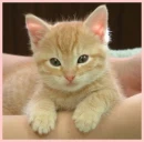 so tiny