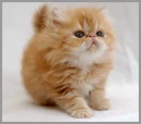 fluffy