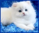 white and fluffy