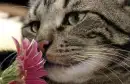 cat n pink flower