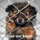 puppy adoption
