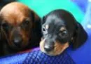doxies