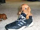 doxie in shoe