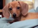 doxie