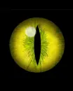 Eyes
