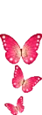 butterflys