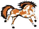 Wild Pony