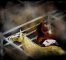 Horse Pin