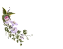 HummingBird Pen - Jenny