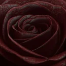 bloody black rose