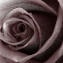 bloody black rose