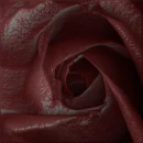 bloody black rose