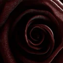 bloody black rose
