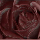 bloody black rose