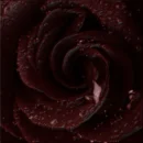 bloody black rose