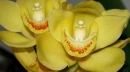 beautiful
