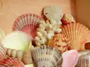 Sea Shells