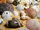 Sea shells