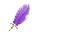 Feather Pen Dark Purple - Wyndee