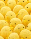 cute chicks