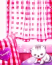 kitty