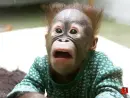 scared little monkey 
