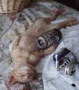 cat with beer