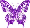 purple butterfly