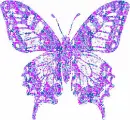 multy purple butterfly