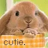cutie rabbit!!