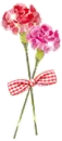 PINK CARNATIONS