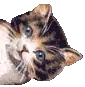 kitty