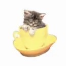  kitty and dog in a cup
