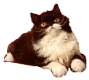 lovely kitty