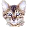 kitty
