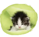 sweet kitty